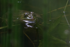 Teichfrosch_D9A9983