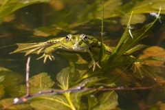 Teichfrosch_D9A9989