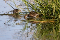 Teichhühner-chicks-WEB_23I5617