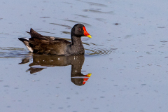 Teichhuhn-Flachsee-WEB_23I5691