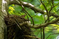 Vogel-im-Nest-WEB_D9A9964