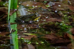 Wasserfrosch-WEB_D9A0020