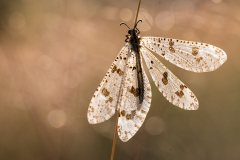 Butterflies of Bulgaria