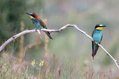 1k Bea-Eater_1DX9112