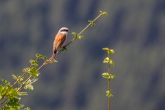 7g Beutelmeise_87A7778