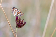 5f Butterfly_87A7662