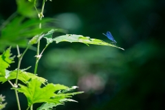 6a Dragonfly-blau_1DX7472