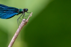 6c Dragonfly-blau_1DX7732