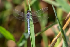 6f Dragonfly_1DX7359