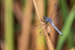 6g Dragonfly_1DX7372