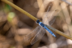 6i Dragonfly_1DX7381