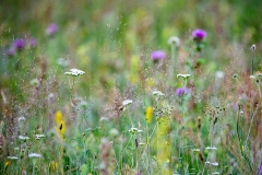 8m Flora-Doppelbelichtung_87A7440