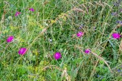 5h Flora_1DX8229