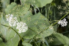 6l Flora_87A7257