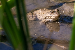 7b Frosch_1DX7399