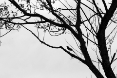 7e Gebirgsstelze_87A7366