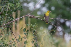 7f Golden-Oriole-Pirol_1DX9073
