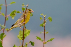 7l Greenfinch-Grünfink_1DX8986