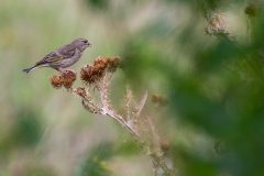 7i Greenfinch-Grünfink_1DX9034