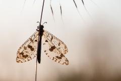8c Insect_1DX7187