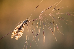 8d Insect_1DX7257