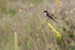 7h Shrike-Rotkopfwürger_b_1DX8974