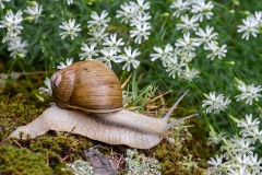 8l Snail_1DX8144