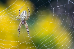 8n Spider_1DX6986