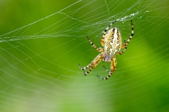 8q Spider_87A7331