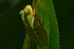 Costa Rica 2011 and 2014