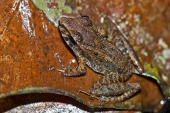 e4 Froschbraun