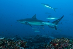 g UW_GalapagosShark