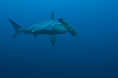 g UW_Hammerhai6