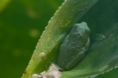 c RedEyeTreeFrog