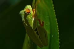 e8 RedEyeTreeFrog4