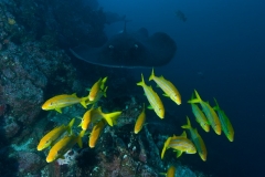 i2 SchnapperRochen