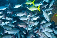 i5 Schwarmfisch