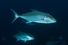 i6 Tuna