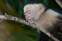 f7 WhitefaceMonkey