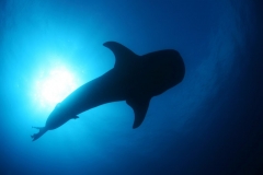 h5 waleshark