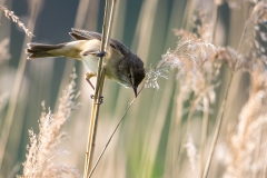 A20