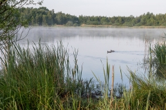 A11