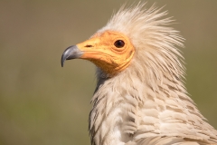 U15