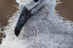 a3 Albatross-chick_87A9081