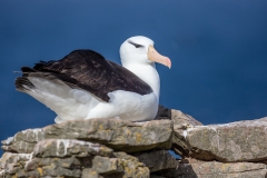 b7 Albatross-WEB_d9a0164