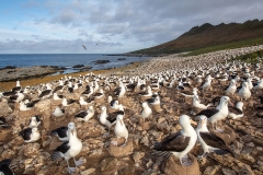 b6 Albatross-colony-WEB_d9a0126