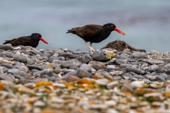 p43 Blackish-Oystercatcher_1DX8184