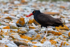 p44 Blackish-Oystercatcher_1DX8205