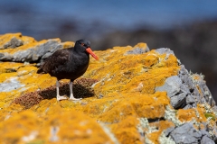 p45 Blackish-Oystercatcher_D9A0282