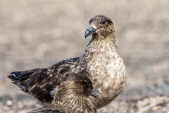 h5 Brown-Skua_87A9285